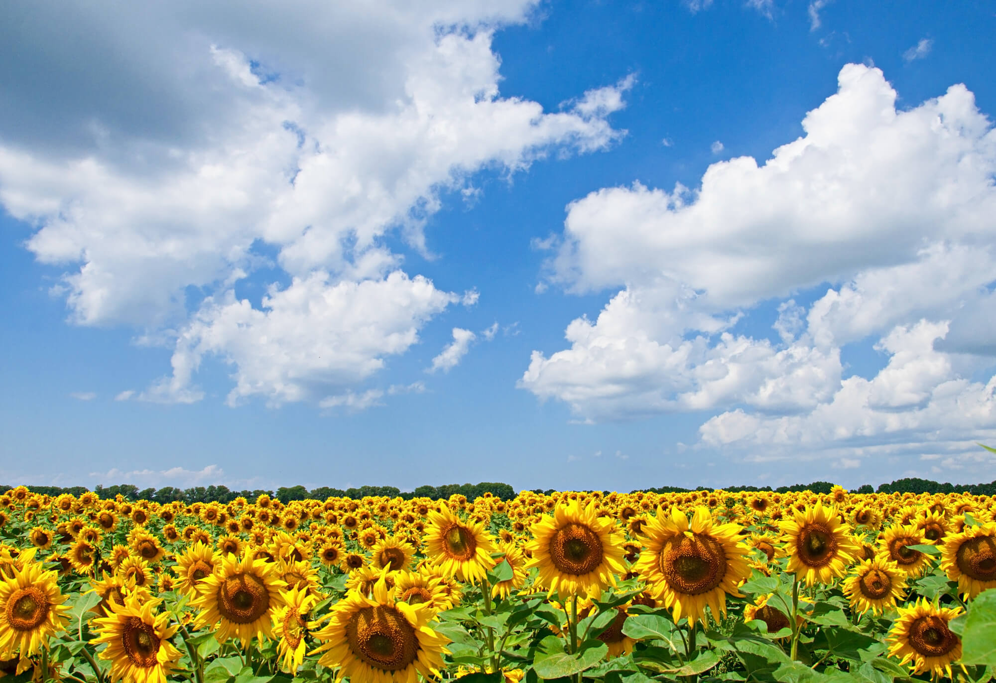 Sunflower field